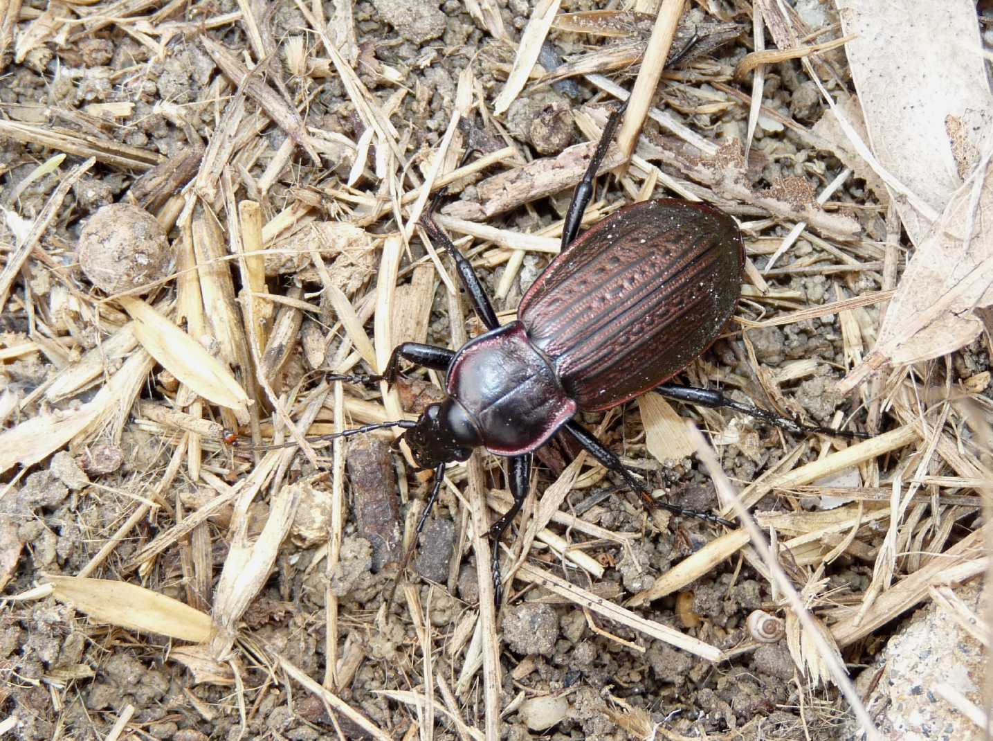 Carabus morbillosus constantinus